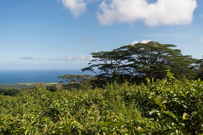 Big Island Kohala Canopy Zipline Adventure - What the views feel like: Kohala from above