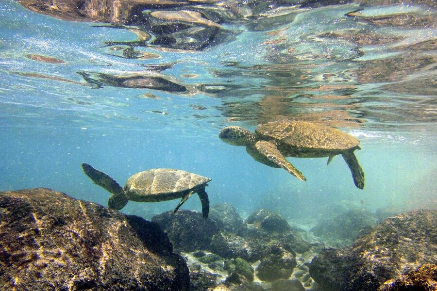 Big Island: Kona Half-Day Boat Tour with Snorkeling & Lunch - Why this Kona half-day makes sense for most schedules