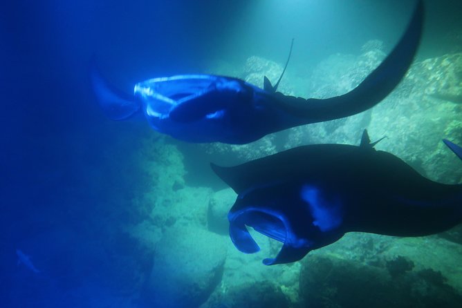 Big Island: Kona Manta Ray Snorkel Tour in Keauhou Harbor - The 150,000 lm Light Board and Why It Works