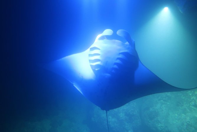 Big Island: Kona Manta Ray Snorkel Tour in Keauhou Harbor - Safety Requirements You Should Not Ignore