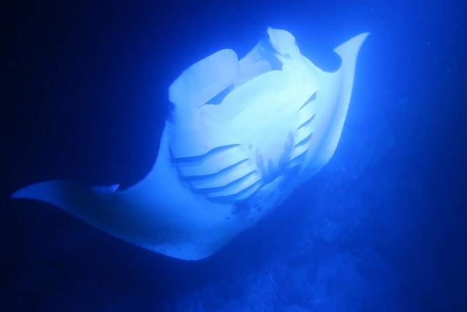 Big Island: Kona Manta Ray Snorkel Tour in Keauhou Harbor - Manta Ray Guarantee: What It Means for Your Decision