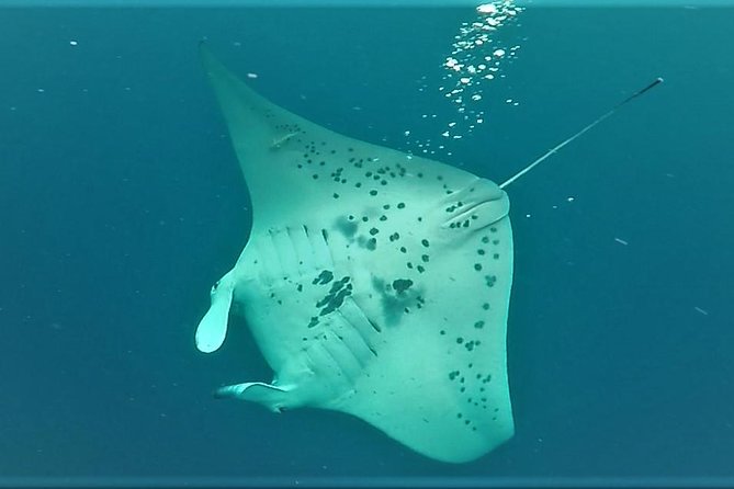Big Island: Kona Manta Ray Snorkel Tour in Keauhou Harbor - Value for $25: Great Deal, Timing Trade-Off
