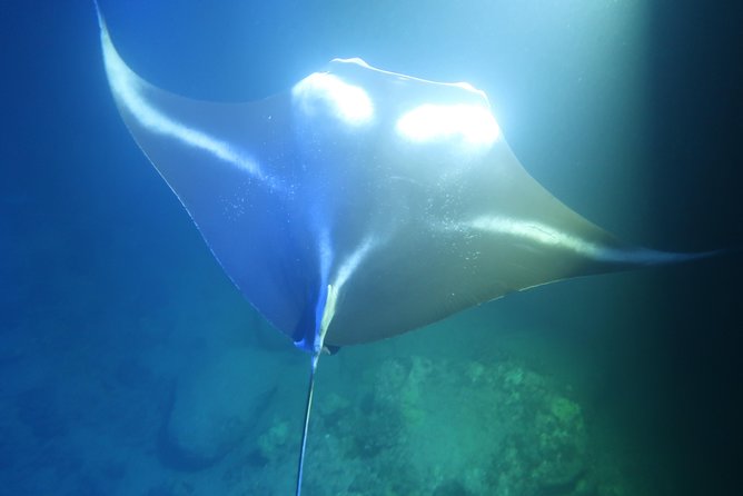 Big Island: Kona Manta Ray Snorkel Tour in Keauhou Harbor - Practical Tips for a Smooth Night Snorkel