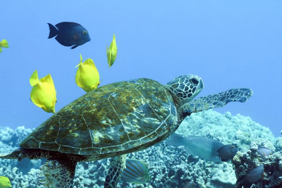 Big Island: Luxury Catamaran Trip along the Kona Coast - Snorkel Stops Picked for the Day: Pawai Bay and Makalawena Options