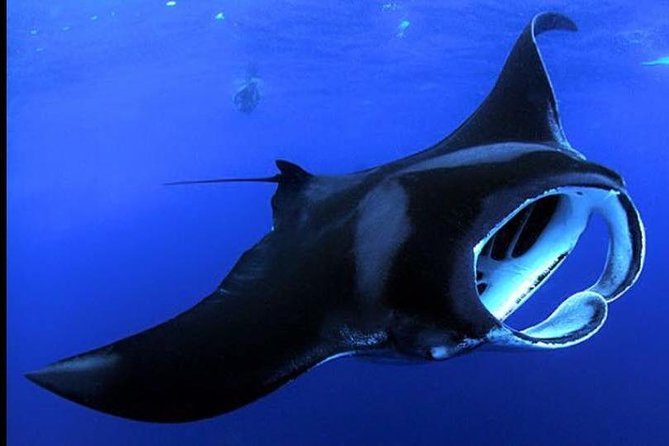 Big Island Manta Ray Night Snorkel - Key Things You Should Know Before You Go