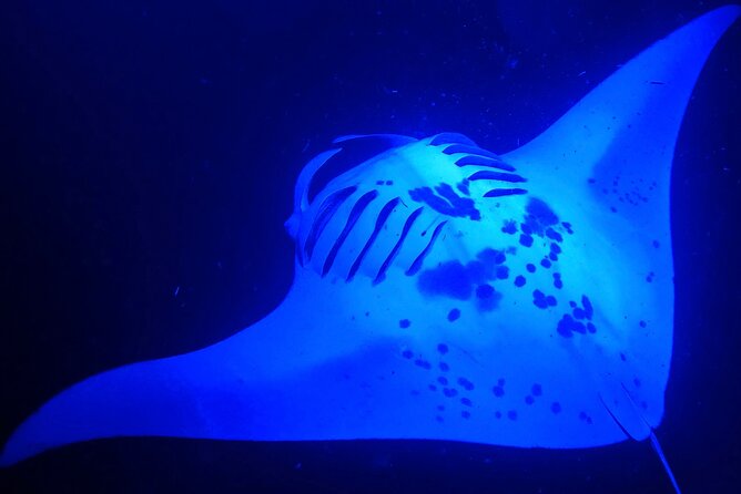 Big Island: Manta Ray Night Snorkeling Adventure in Kailua-Kona - 5 Key Highlights to Know Before You Go