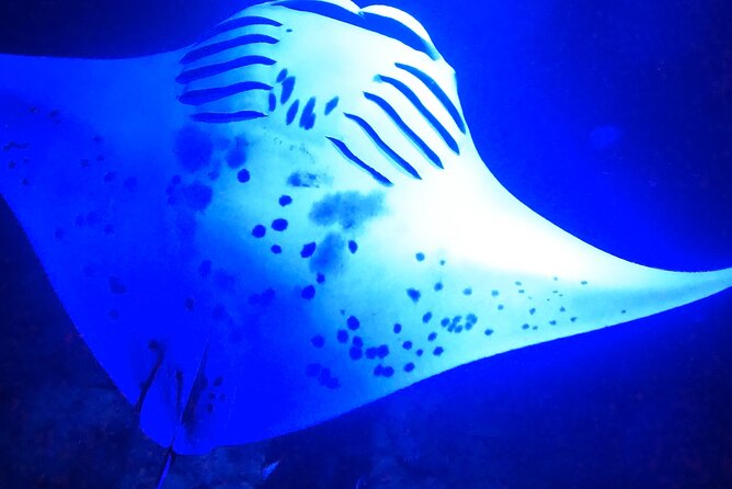 Big Island: Manta Ray Night Snorkeling Adventure in Kailua-Kona - What’s Included: Gear, Lights, Snacks, and Onboard Washrooms