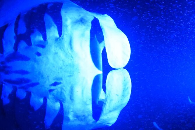 Big Island: Manta Ray Night Snorkeling Adventure in Kailua-Kona - The Snorkel Portion: Swimming Over a Feeding Site at Night