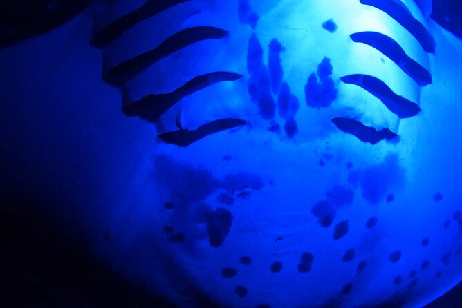 Big Island: Manta Ray Night Snorkeling Adventure in Kailua-Kona - Safety, Briefings, and How the Crew Keeps It Feeling Under Control