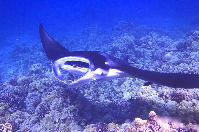 Big Island: Manta Ray Night Snorkeling Adventure in Kailua-Kona - Choppy Water and Cold Water: The Practical Things to Pack