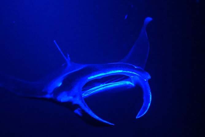 Big Island: Manta Ray Night Snorkeling Adventure in Kailua-Kona - Price and Value: How $75 Stacks Up for a Once-in-a-Lifetime Night