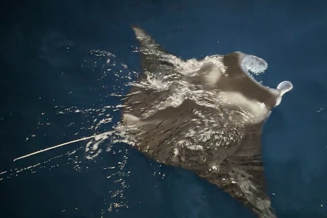 Big Island: Manta Ray Night Snorkeling Adventure in Kailua-Kona - The Honokohau Harbor Sunset Cruise: Part Show, Part Travel Time