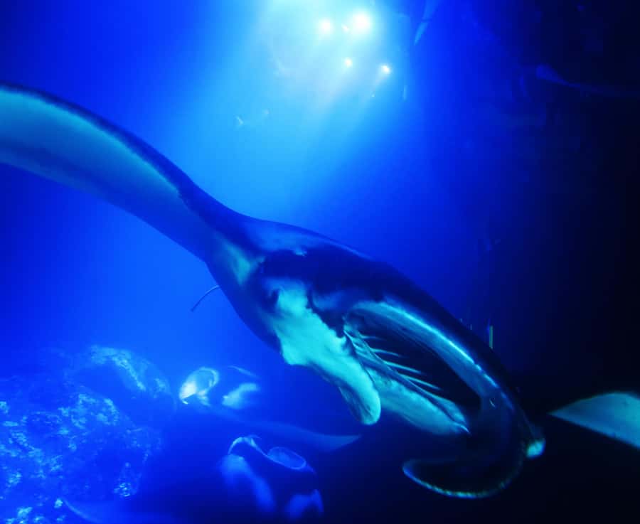 Big Island: Manta Ray Snorkel Boat Tour - Key details worth knowing fast