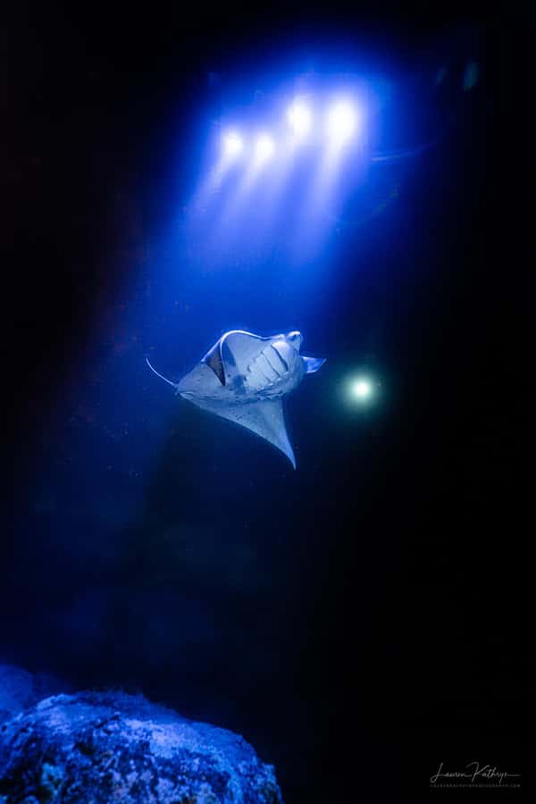 Big Island: Manta Ray Snorkel Boat Tour - Manta Ray Snorkeling From Honokohau: The vibe you’re paying for