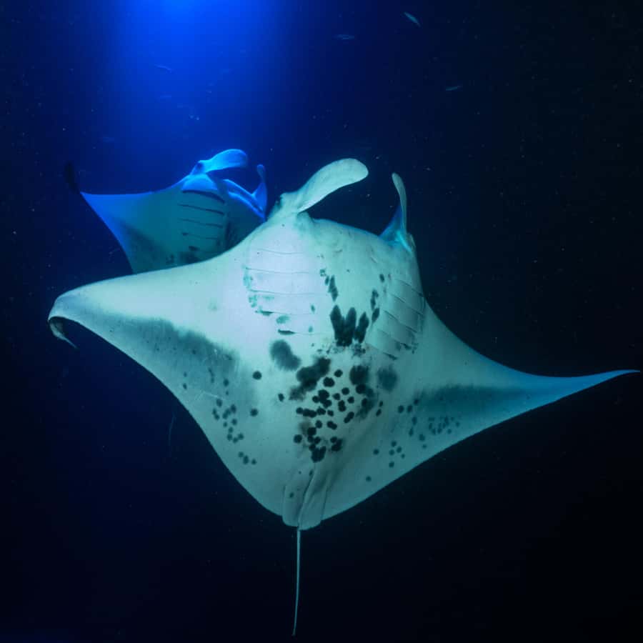 Big Island: Manta Ray Snorkel Boat Tour - The 20-minute safety briefing: why it’s not boring