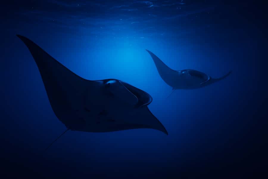 Big Island: Manta Ray Snorkel Boat Tour - The speedboat ride to the snorkeling site: short, useful, and not a long slog