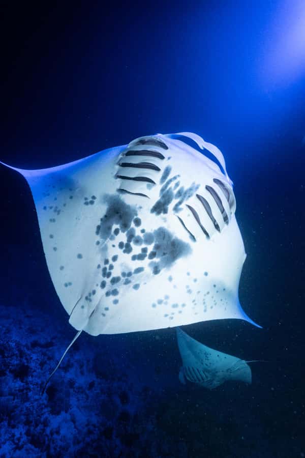 Big Island: Manta Ray Snorkel Boat Tour - Price and value: is $137 worth it?