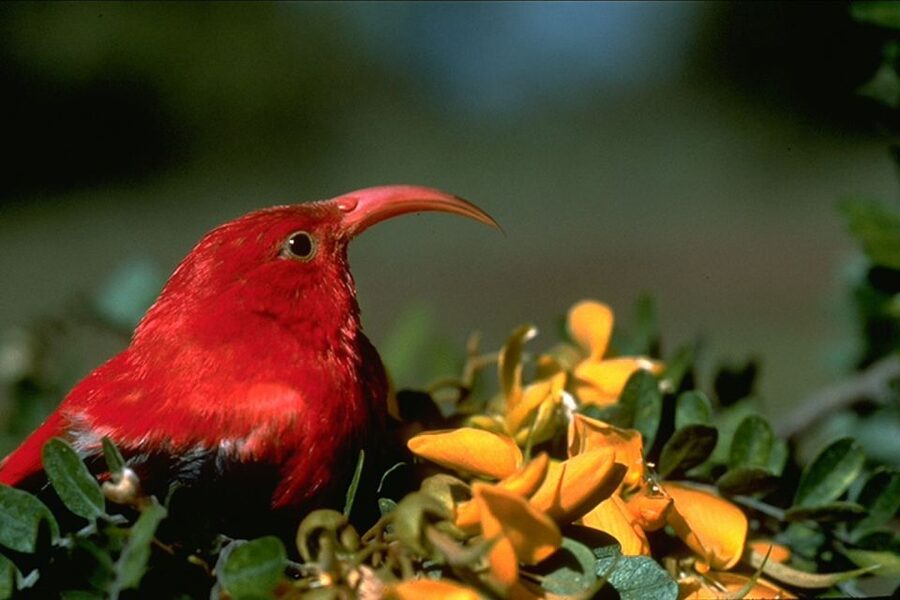 Big Island: Native Bird Watching & Hiking Tour - Why Hakalau Forest makes the whole day work