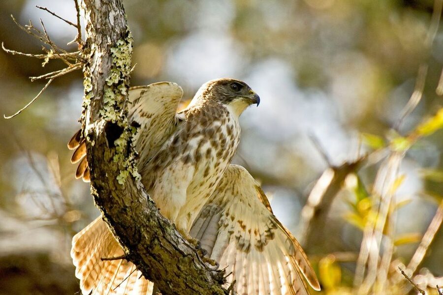 Big Island: Native Bird Watching & Hiking Tour - The hike: up to 4 miles, and what to expect underfoot