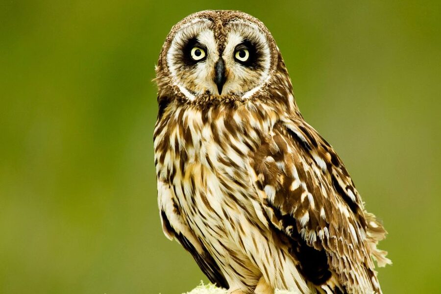Big Island: Native Bird Watching & Hiking Tour - Off-the-beaten-track wildlife moments beyond birds