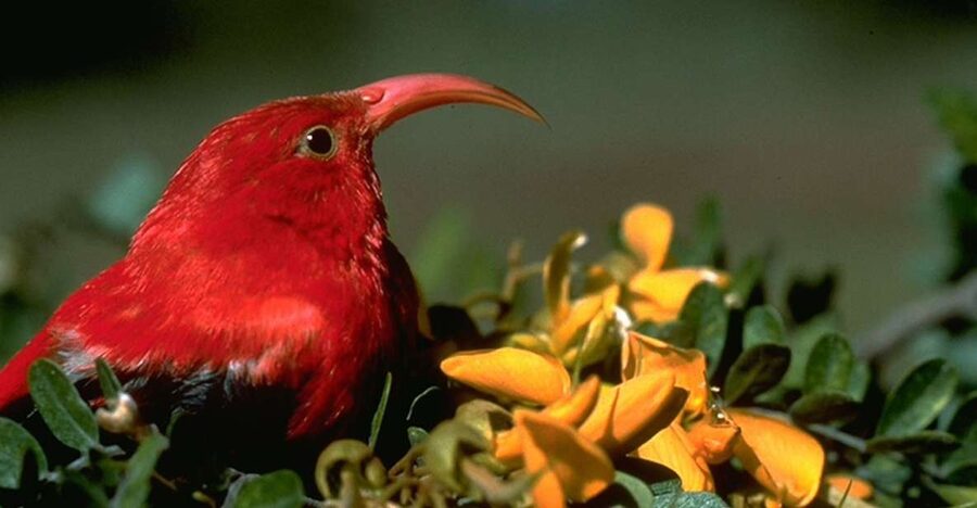 Big Island: Native Bird Watching & Hiking Tour - Price and value: is $287 worth it here?