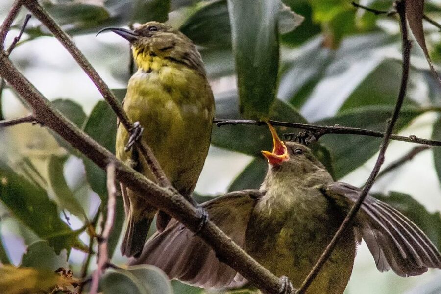 Big Island: Native Bird Watching & Hiking Tour - The vibe: who this tour suits best