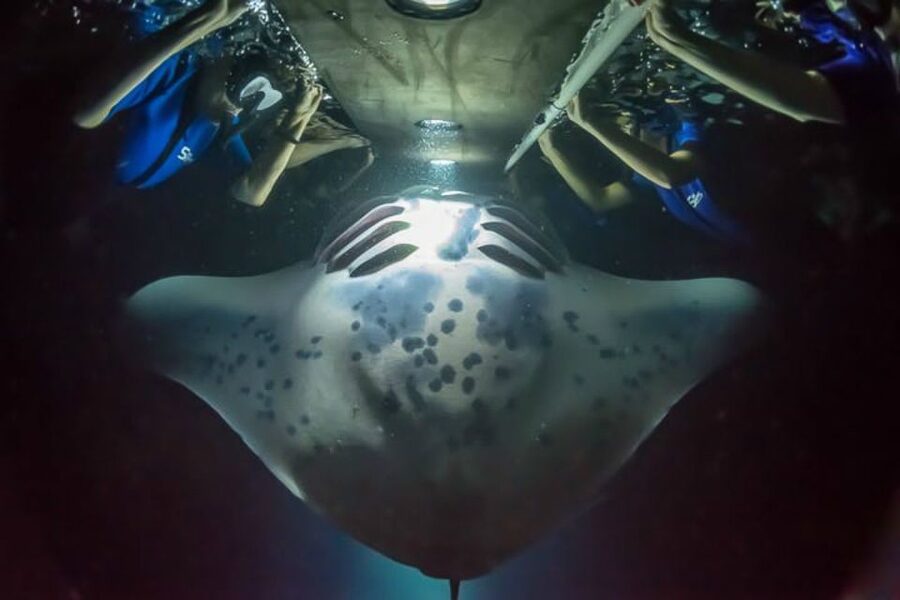 Big Island: Night Swim with Manta Ray with Hot Chocolate - Key Things That Make This Manta Ray Night Swim Different