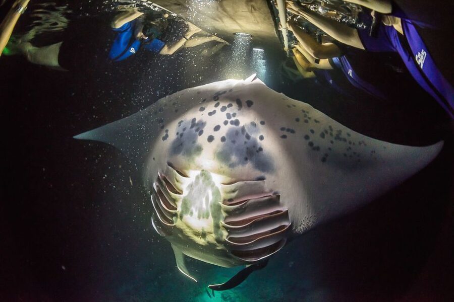 Big Island: Night Swim with Manta Ray with Hot Chocolate - Kona After Dark: What You’re Really Watching