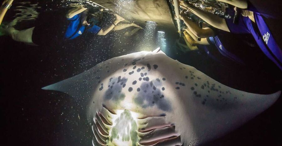 Big Island: Night Swim with Manta Ray with Hot Chocolate - The Boat Ride + Check-In: Getting Set Up Without Stress