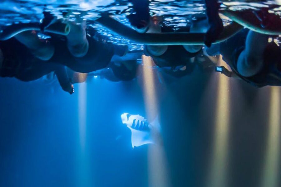 Big Island: Night Swim with Manta Ray with Hot Chocolate - Price and Value: Is $146 Worth It?