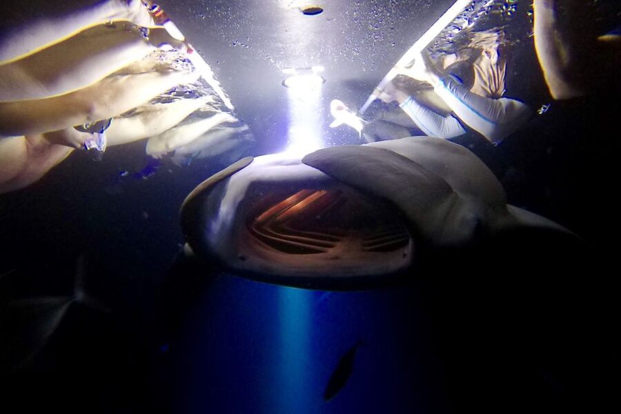 Big Island: Night Swim with Manta Ray with Hot Chocolate - Where Keauhou Bay Fits In (And Why It Matters)