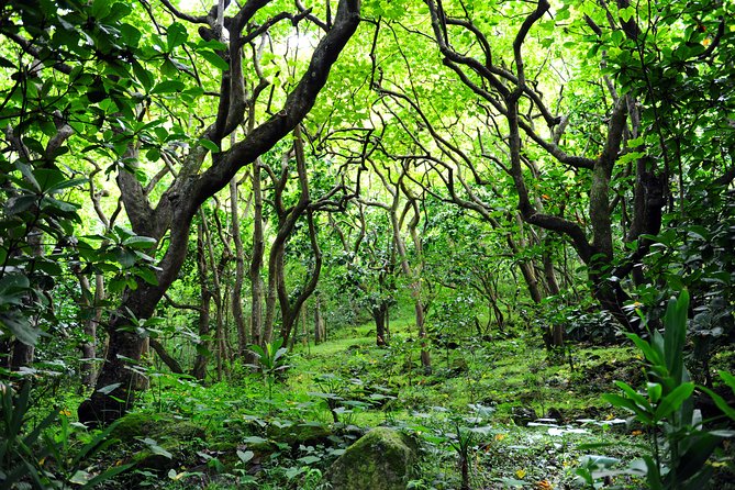 Big Island North Island Jungle Adventure - Self-Guided Audio Tour - Price, admissions, and parking: where value gets real