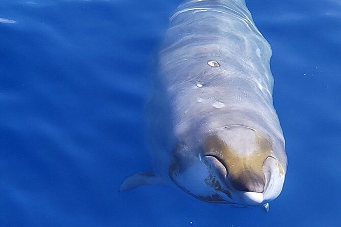 Big Island: Pelagic Whale Watch Tour - Kona Whale Watching: Why the Pelagic Search Is a Big Deal