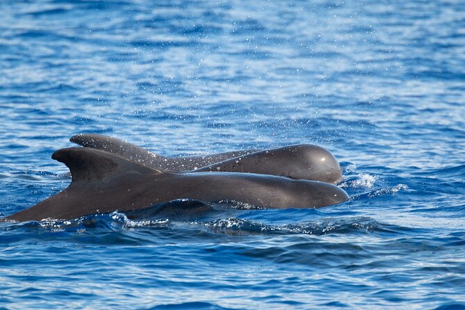 Big Island: Pelagic Whale Watch Tour - Near-Shore vs Pelagic: What You’re Really Searching For