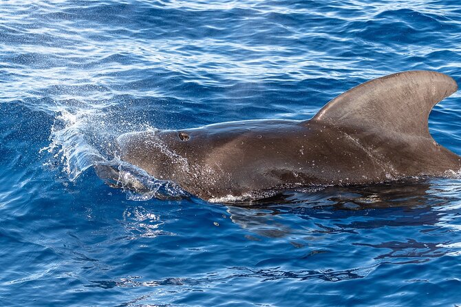 Big Island: Pelagic Whale Watch Tour - Whale and Dolphin Behavior: What to Watch For (and What the Naturalists Teach)