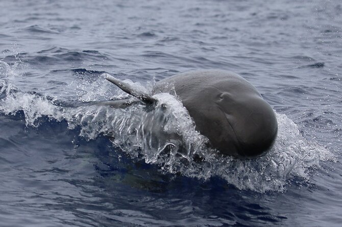Big Island: Pelagic Whale Watch Tour - Sharks, Rays, and Flying Fish: The Bonus Wildlife That Makes the Boat Time Worth It