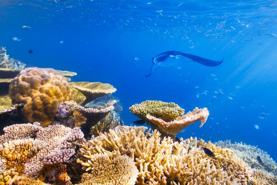 Big Island: Snorkel with Manta Rays - Manta Guarantee - Key things that make this manta ray experience special