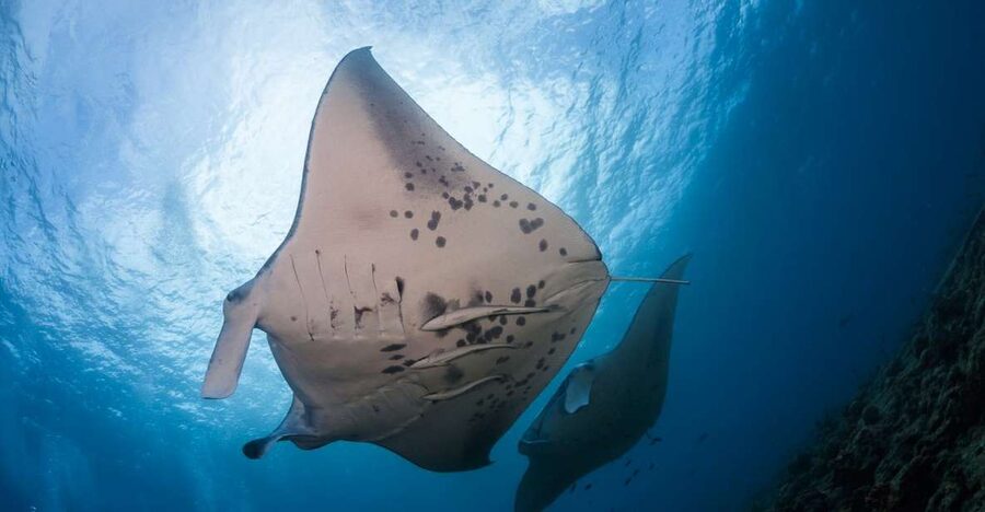 Big Island: Snorkel with Manta Rays - Manta Guarantee - Manta ray snorkel on the Big Island: what you’re really paying for