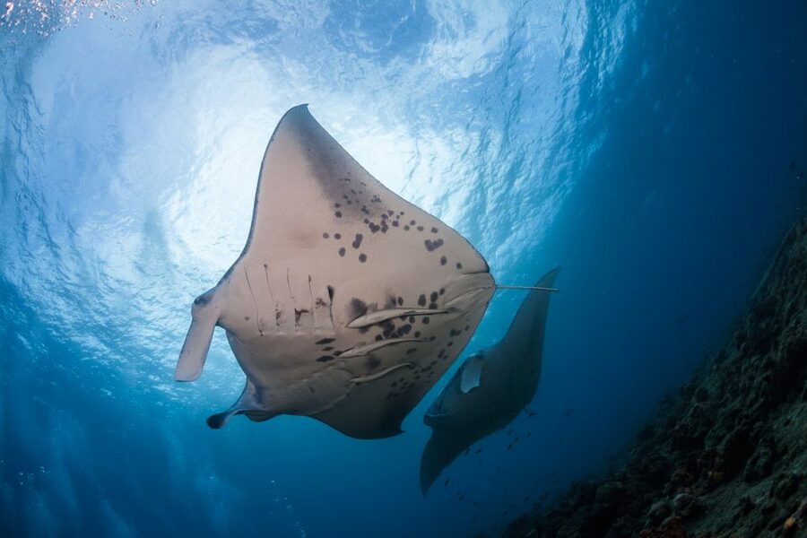 Big Island: Snorkel with Manta Rays - Manta Guarantee - Wetsuits, masks, and the practical gear that reduces stress