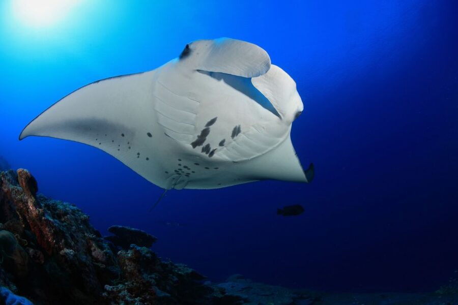 Big Island: Snorkel with Manta Rays - Manta Guarantee - Crew guidance, safety, and the tips that make it easier