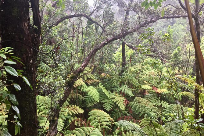 Big Island Volcano Adventure from Kona: Small Group - Lava tube, black sand, and sea turtles: the stops that turn photos into memories