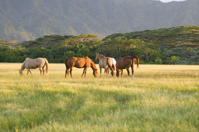 Big Island Waterfalls Tour with Swimming and Botanical Garden - Key highlights at a glance