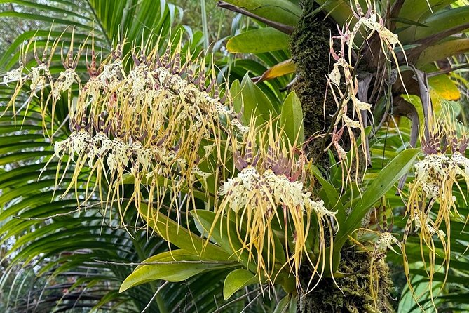 Botanical Tour and waterfall swim at The Cloudforest Bioreserve - The guide factor: friendly and practical instruction