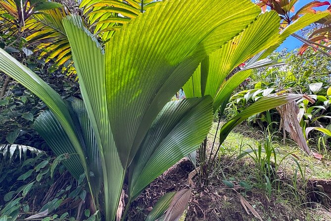 Botanical Tour and waterfall swim at The Cloudforest Bioreserve - Price and logistics: when it’s a great deal (and when it isn’t)