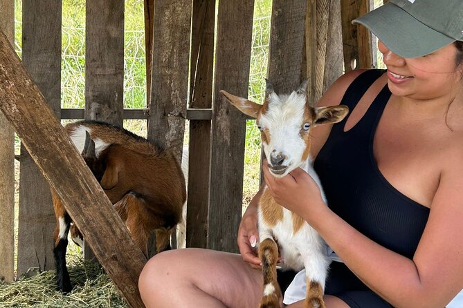 Bottle Feed & Cuddle Baby Goats at Ohana Ranch (Big Island) - Key highlights before you go