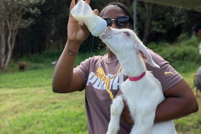 Bottle Feed & Cuddle Baby Goats at Ohana Ranch (Big Island) - Meeting at 17 N Kulani Rd: what to expect on arrival