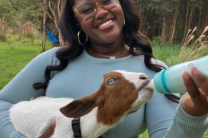 Bottle Feed & Cuddle Baby Goats at Ohana Ranch (Big Island) - Step into the pasture: feeding baby goats (the main event)