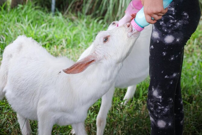 Bottle Feed & Cuddle Baby Goats at Ohana Ranch (Big Island) - Who this goat feeding and cuddling experience is best for