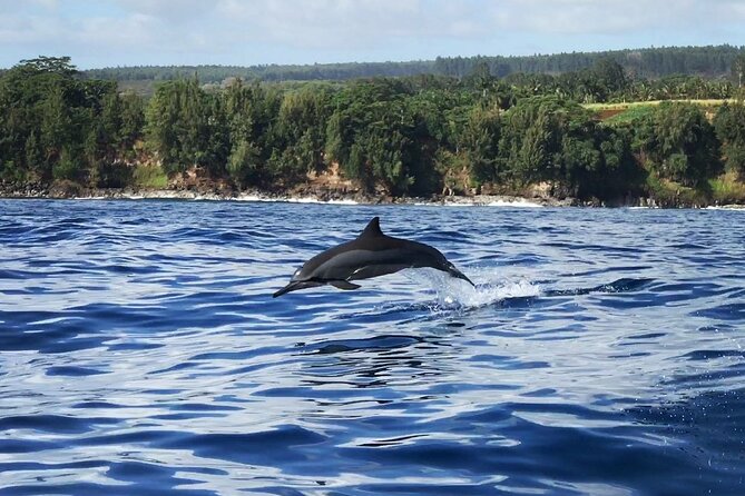 Cliff's of Hawai'i Onomea Waterfall Cruise - Dolphin Time: Spinner and Bottle-Nose Chances