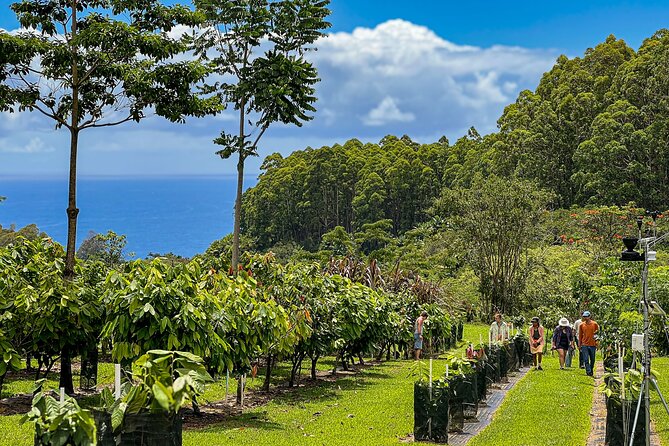 Craft Chocolate Tasting and Farm Experience on the Big Island - Chocolate History That Connects to Hawaii Craft Bars